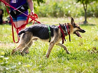 Adoptuj Warszawiaka  Wydarzenie promujące adopcję zwierząt. Organizator: Schronisko dla Bezdomnych Zwierząt "Na Paluchu". 18 sierpnia 2019, Park Raszyński w Raszynie. : park raszyński, adoptuj warszawiaka, na paluchu, schronisko dla zwierząt, centrum warszawy, raszyn